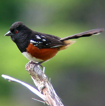 Spotted Towhee - Provo Canyon UT