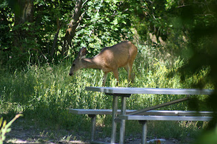 Wildlife in Provo Canyon - Deer feeding in Nunns Park Utah