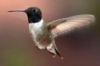 Black-chinned Hummingbird - Bird