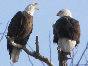 American Bald Eagle - Provo River UT