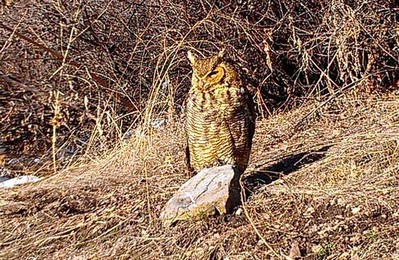 Big Springs Hollow Birding - Great Horned Owl