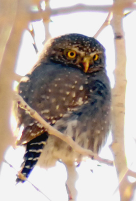 Northern Pygmy Owl - Big Springs Hollow UT