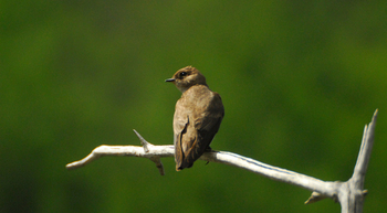 Nothern Rough-winged Swallow - Provo Canyon Utah